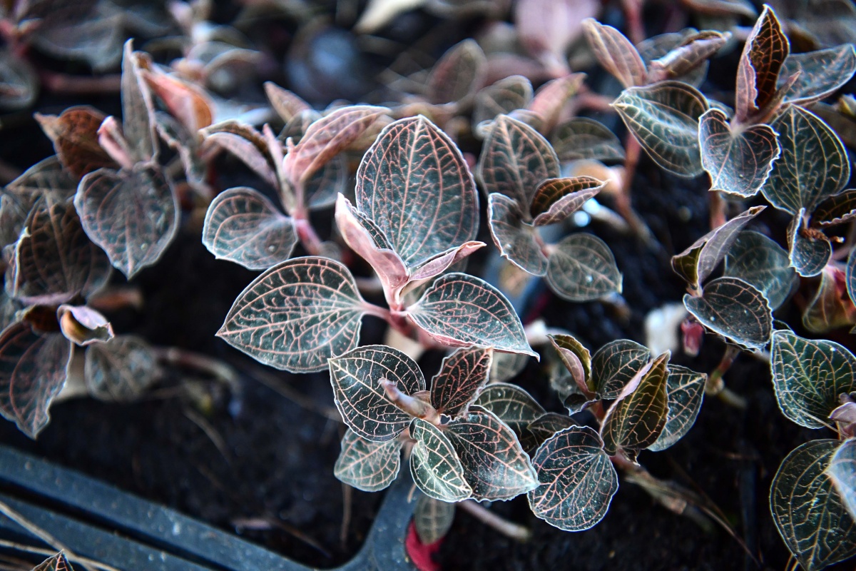 金线莲合作种植骗局_金线莲药材种植视频_金线莲致富经