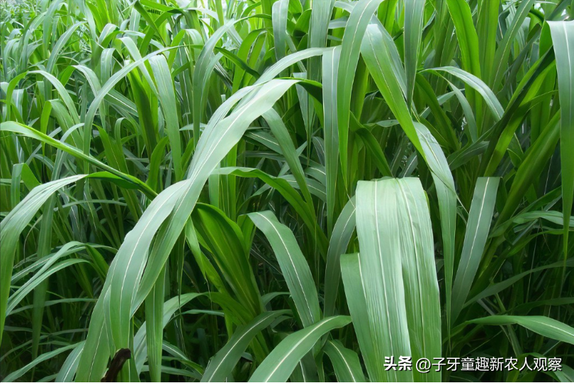大雁养殖致富信息_致富养殖大雁信息怎么写_大雁养殖场
