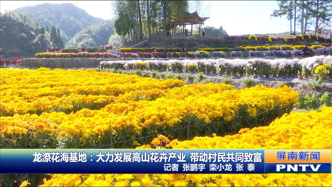种花致富经_致富经花卉创业_花木种植 带动致富