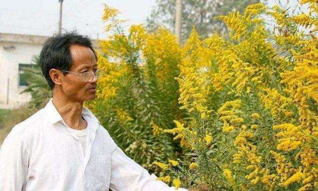 种植魔芋致富新闻_新闻致富种植魔芋是真的吗_新闻致富种植魔芋视频