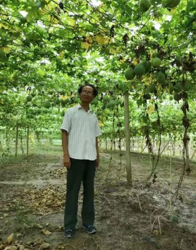 新闻致富种植魔芋是真的吗_新闻致富种植魔芋视频_种植魔芋致富新闻