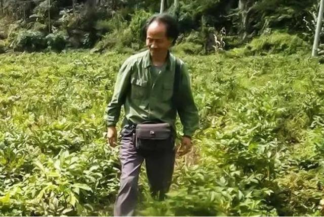新闻致富种植魔芋视频_新闻致富种植魔芋是真的吗_种植魔芋致富新闻
