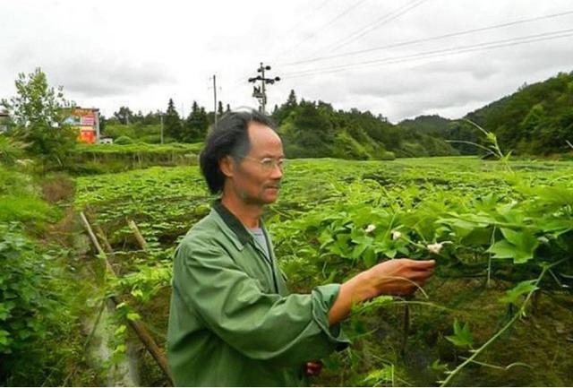 新闻致富种植魔芋是真的吗_种植魔芋致富新闻_新闻致富种植魔芋视频