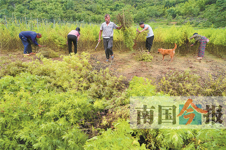 “青蒿药王”的致富经