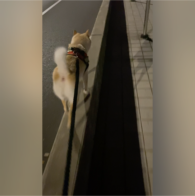 致富经养宠物狗视频_养狗场视频致富经_致富经养殖狗视频大全