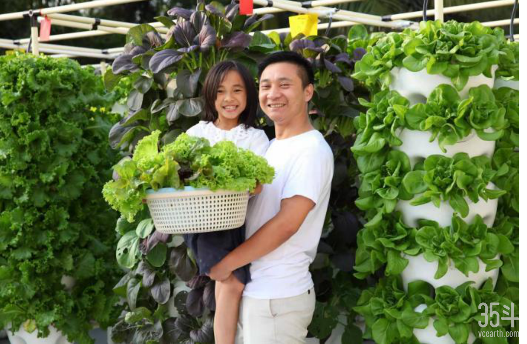 把城市楼顶变成菜园，草莓卖到200元一斤，海卓生物的新农业故事