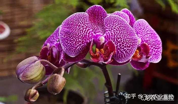 蝴蝶兰怎么养？
