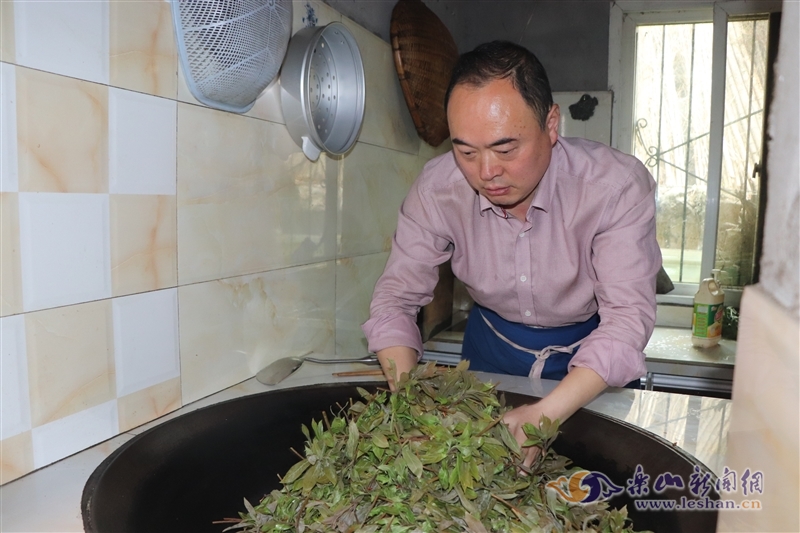 金口河的致富茶