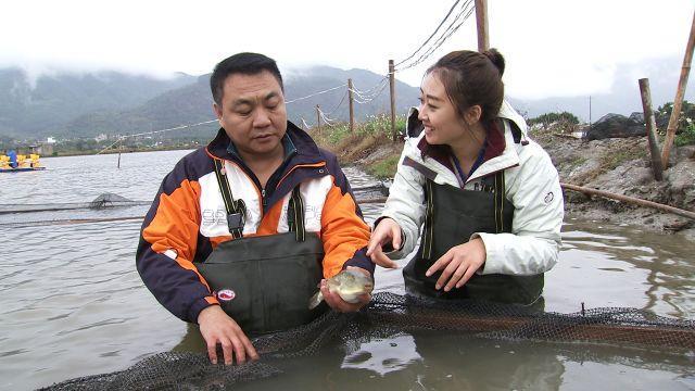 致富河豚品牌上市时间_上致富经的河豚品牌_致富经河豚养殖
