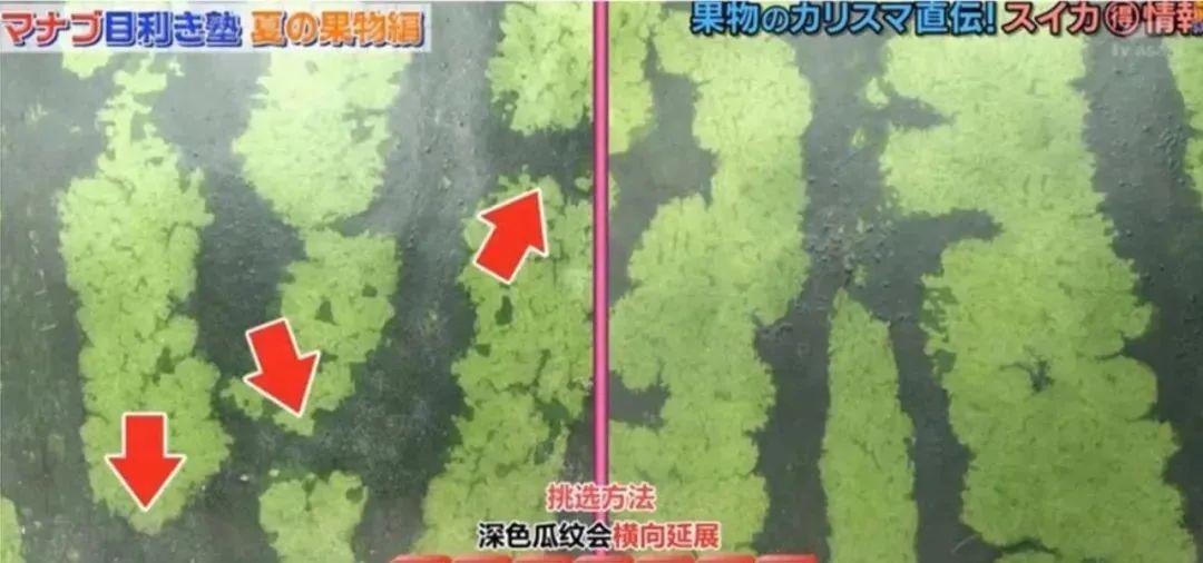 特小凤西瓜种植技术_西瓜种植小凤技术与管理_小凤西瓜怎么种植