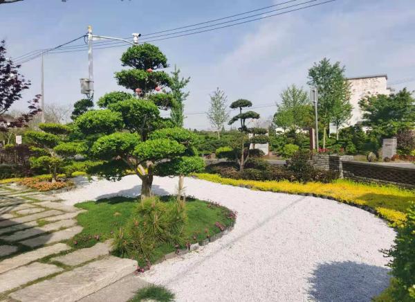 这种“摇钱树”换个“发型”身价能翻十倍，崇明这个村85%的村民都在种