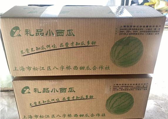 小凤西瓜苗_特小凤西瓜种植技术_西瓜种植小凤技术与管理