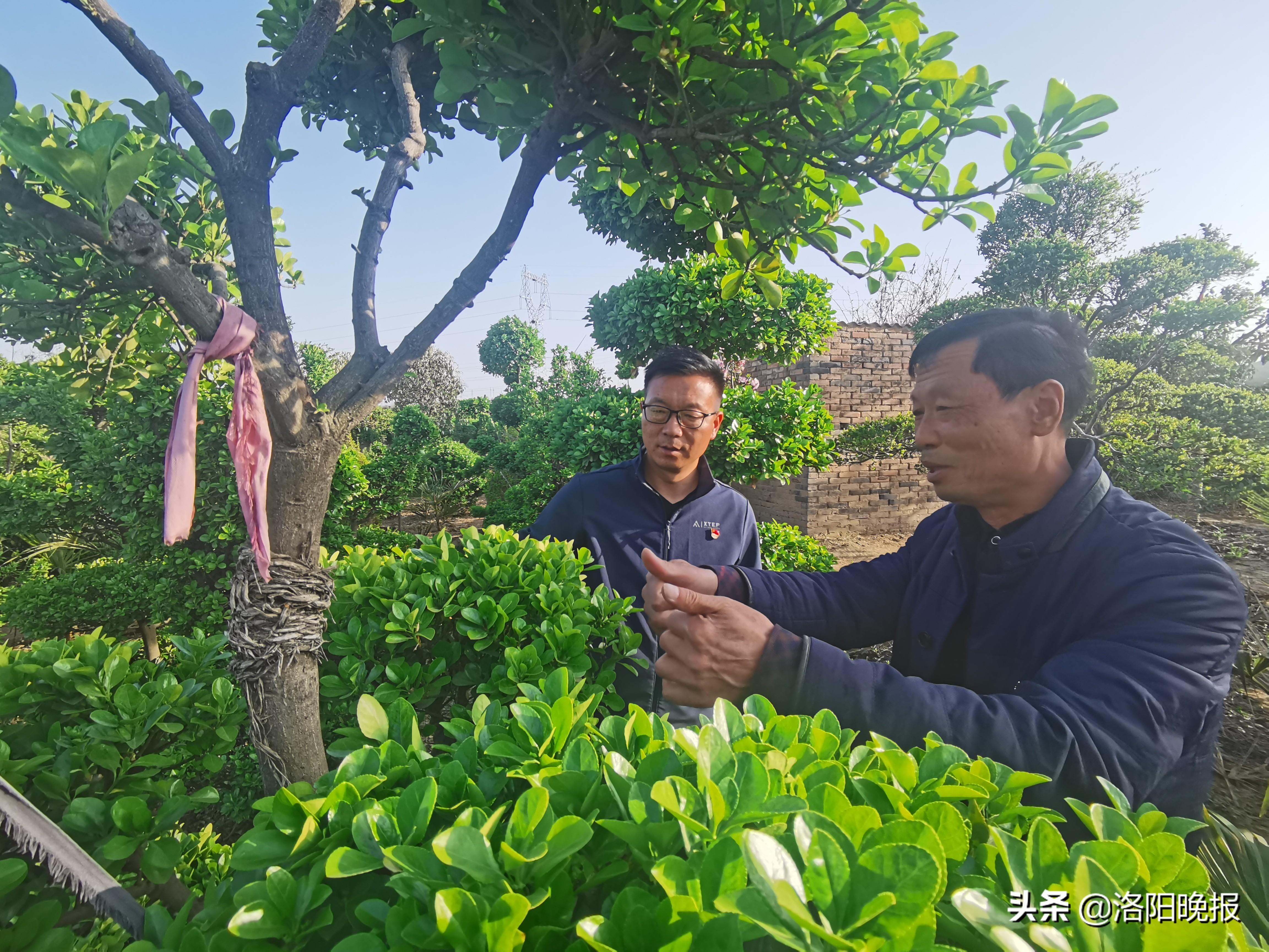 洛阳这个镇一年四季绿意浓，每年卖出黄杨苗木7000余亩