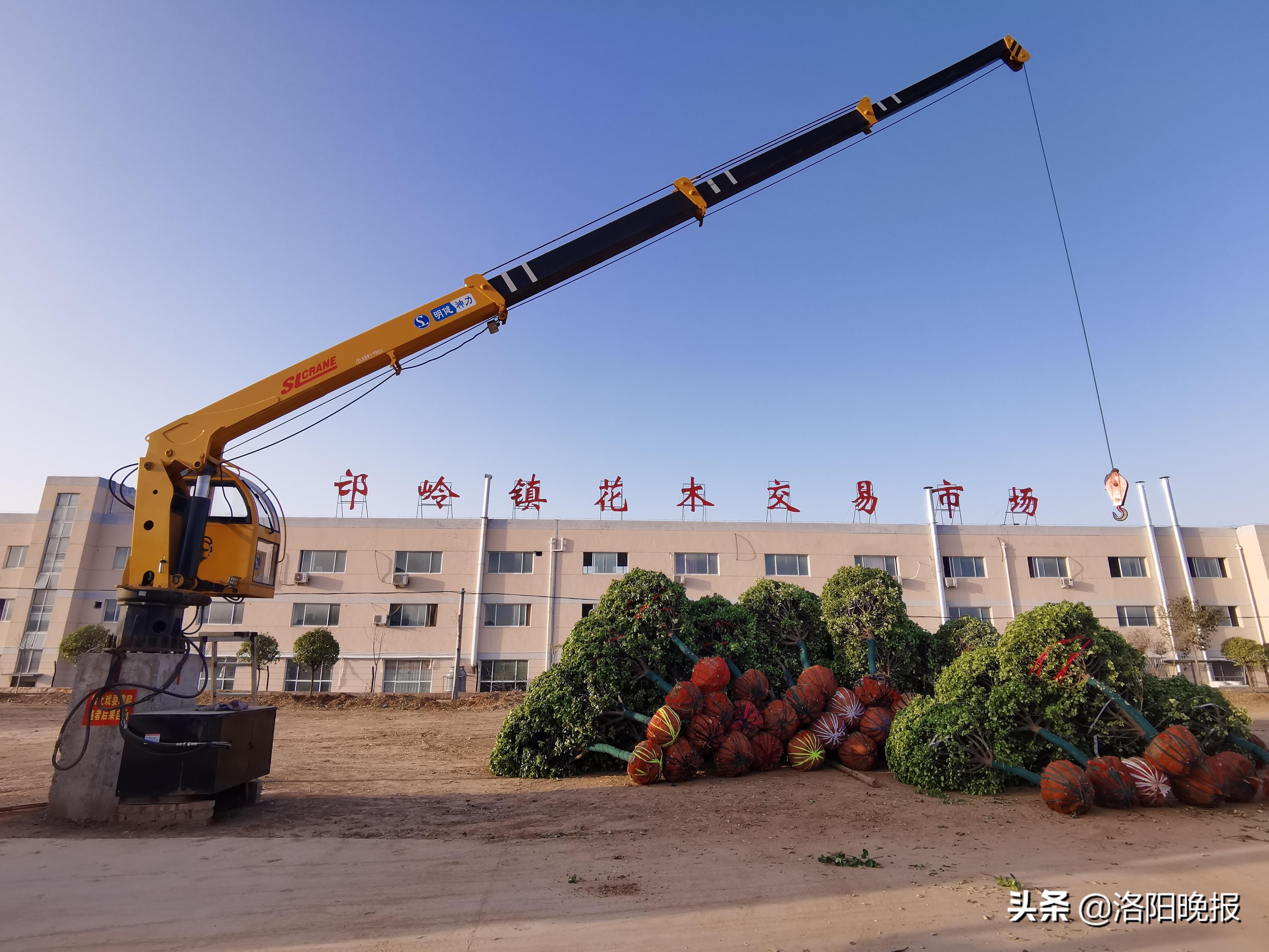 如何种植黄杨_致富种植黄杨方法有哪些_种植黄杨致富方法