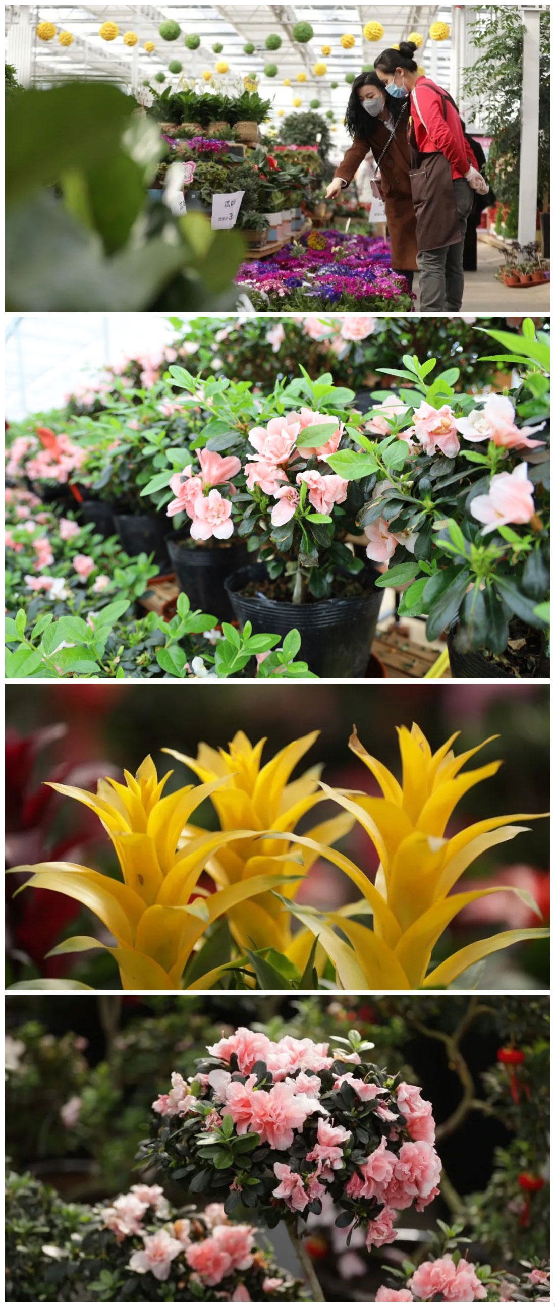 种花致富选什么品种_种植花卉致富_特大种植致富花