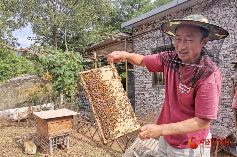 致富经养蜂人_有关养中 蜂的致富经_致富经养蜜蜂