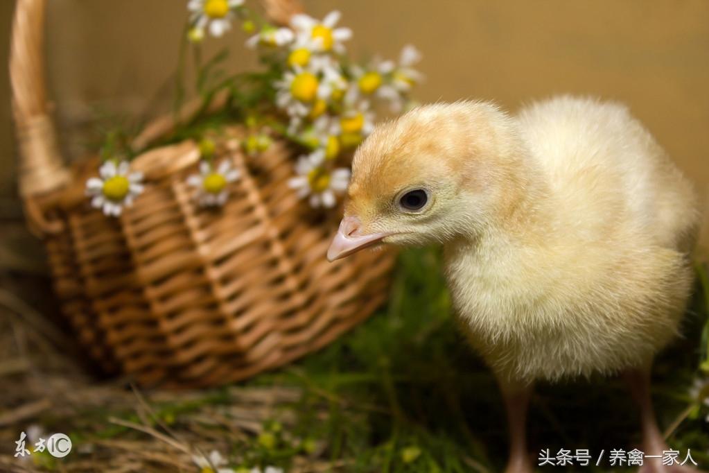 养鸡秘诀：养土鸡须知道三个秘诀！养鸡人肯定不知道！