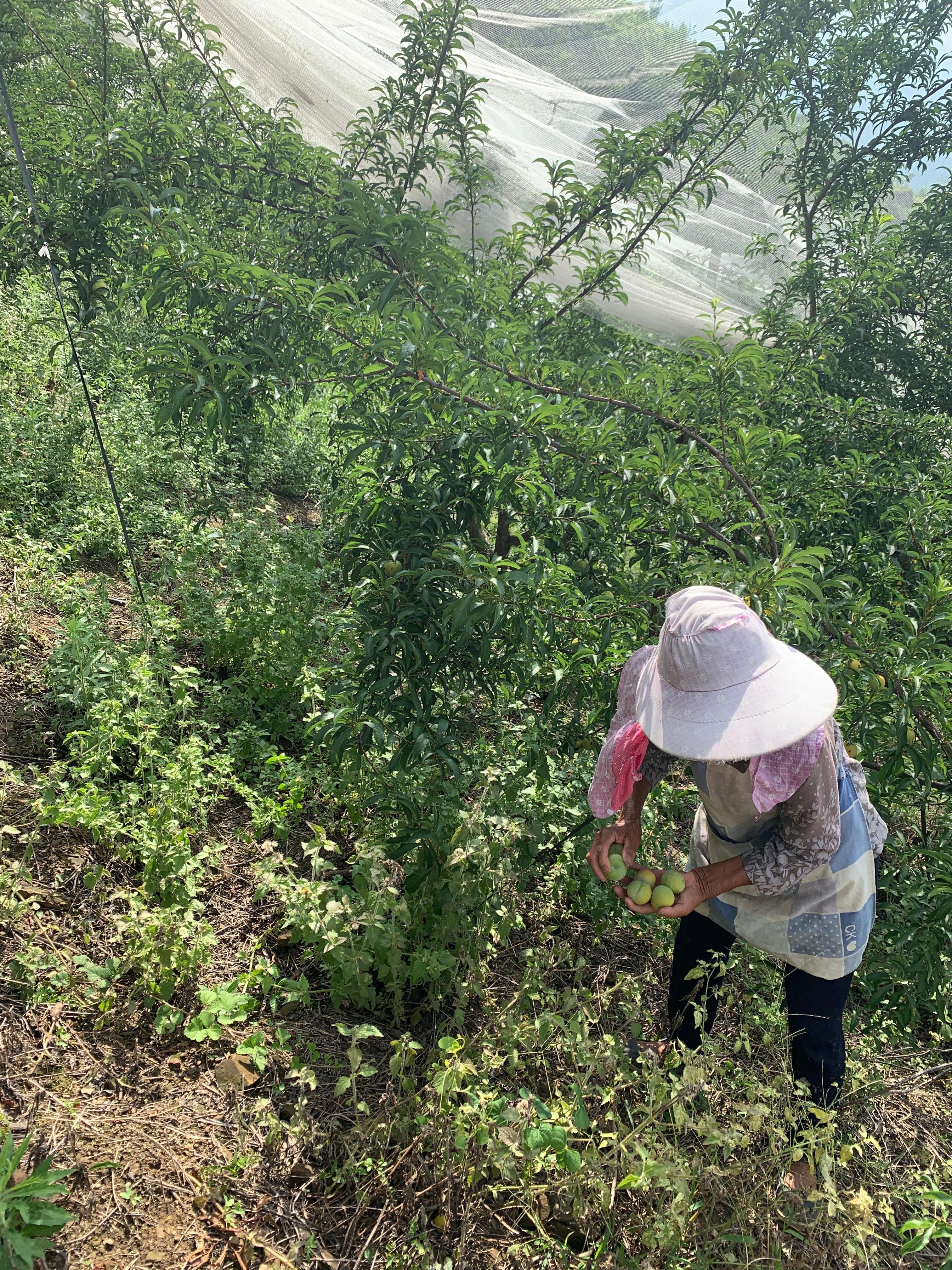 小李子做成大产业——贵州镇宁蜂糖李基地蹲点见闻