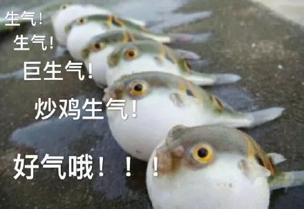 致富河豚品牌上市时间_上致富经的河豚品牌_致富经河豚鱼