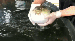 致富经河豚鱼_致富河豚品牌上市时间_上致富经的河豚品牌