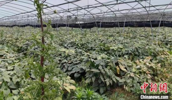 图为平舆县的淫羊藿中药种植基地。　贺志勇 摄