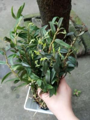 致富种植林好下句怎么说_种植致富业_林下种植什么最好致富呢