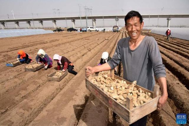 生姜种植挣钱吗_生姜种植致富吗_致富经生姜种植技术视频