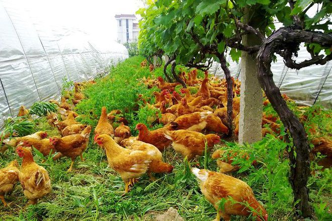公鸡养殖市场前景如何_肉公鸡养殖致富_养肉公鸡的利润多高