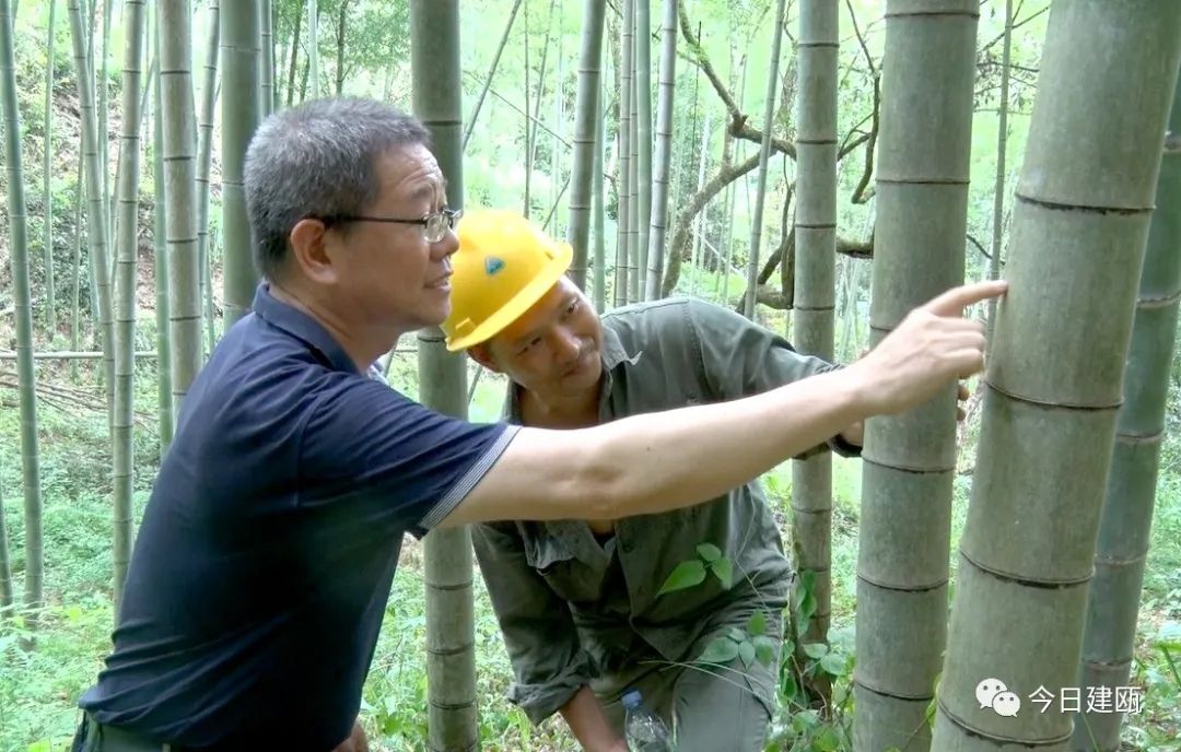 冬笋高产技术_冬笋的价钱_致富经 冬笋