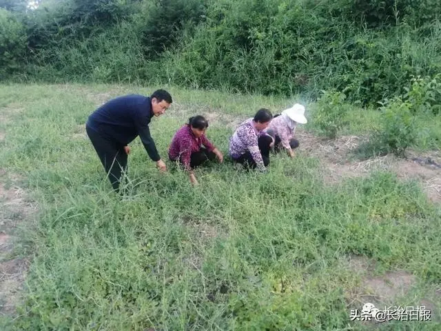 党参种植效益_致富种植党参怎么样_党参种植致富