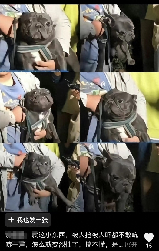 致富经斗犬_致富经斗犬_致富犬业江西公司地址