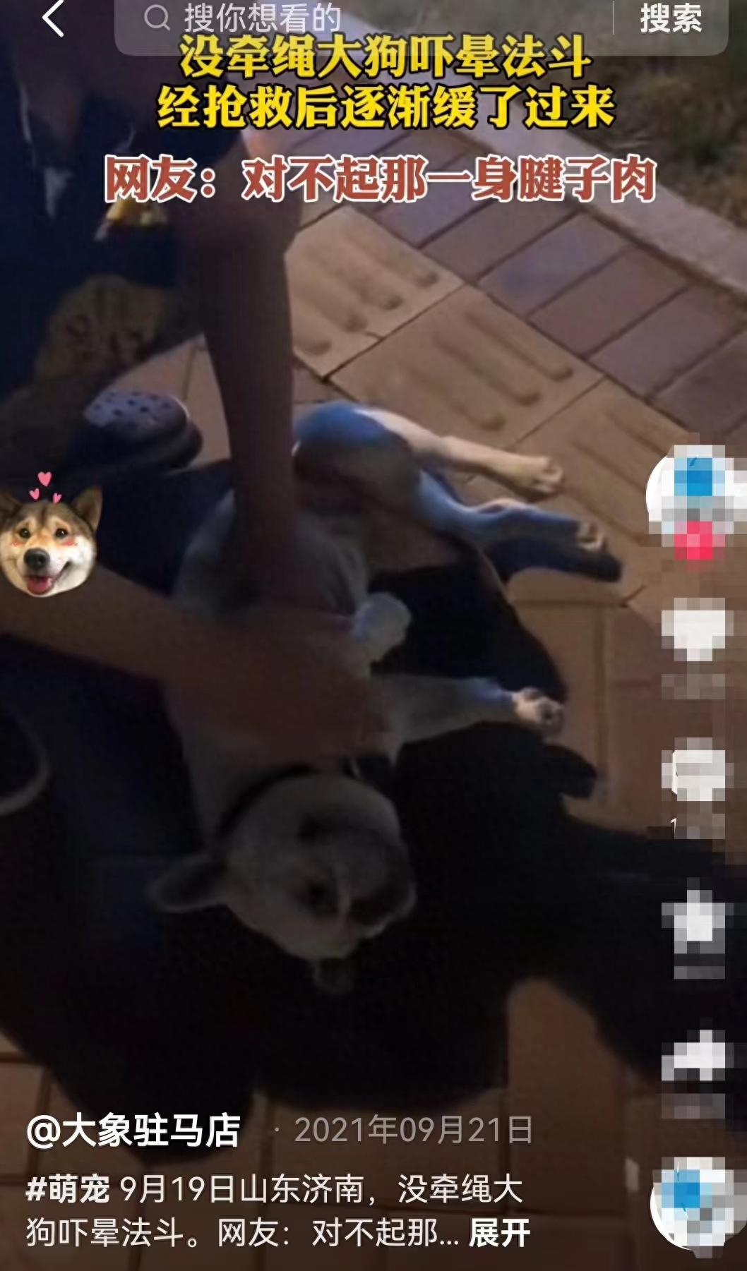 致富犬业江西公司地址_致富经斗犬_致富经斗犬