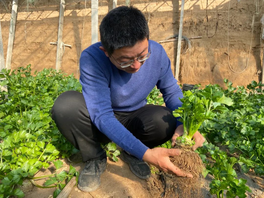 寿光种植蔬菜的有利条件_寿光种菜赚钱吗_寿光种植致富