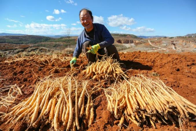 党参种植利润_党参种植致富_种党参的利润