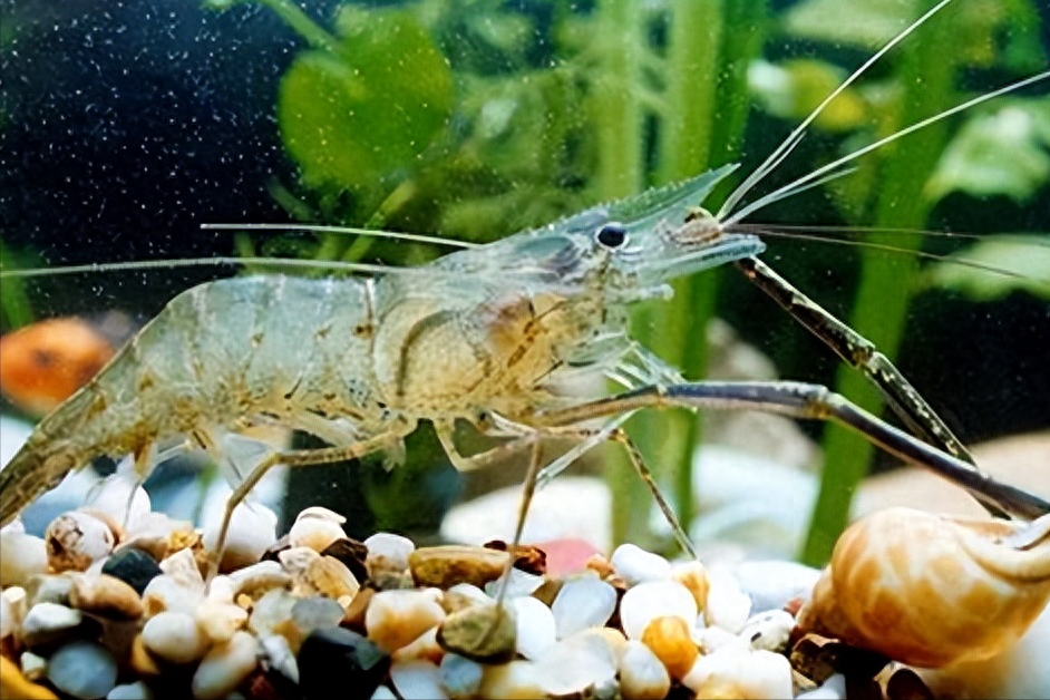脊尾白虾的生物学特性，及其优质健康的养殖模式