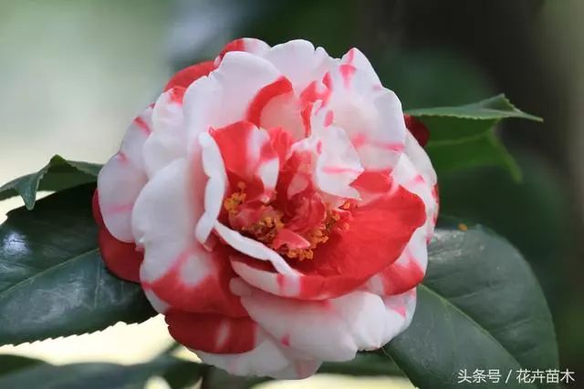 蝉苗的养殖和技术_蝉苗养殖技术视频教程_蝉的养殖技术