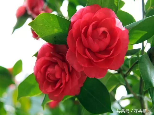 蝉苗养殖技术视频教程_蝉苗的养殖和技术_蝉的养殖技术
