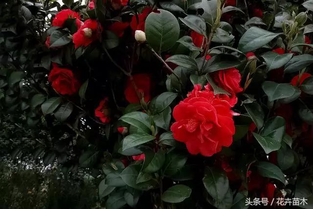 蝉苗养殖技术视频教程_蝉的养殖技术_蝉苗的养殖和技术