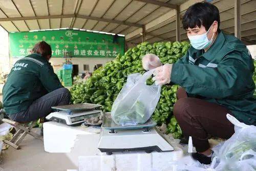寿光种植致富_山东寿光种植什么_寿光种植蔬菜的有利条件