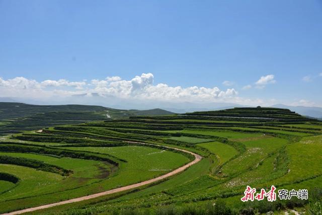 种植党参的有利条件_致富种植党参图片_党参种植致富