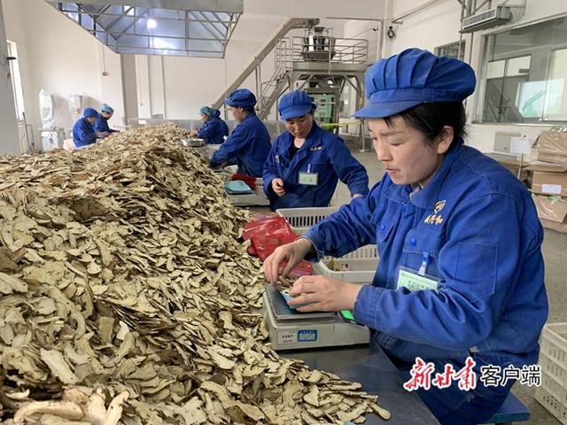 致富种植党参图片_党参种植致富_种植党参的有利条件