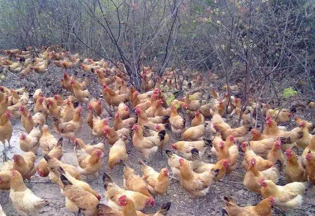 致富养殖业_养殖致富之路_想致富搞养殖