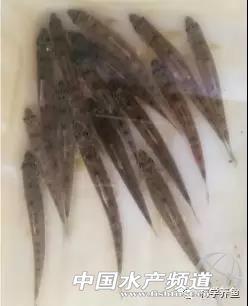 湖南泥蛇养殖技术_养殖湖南技术泥蛇怎么样_养殖泥蛇的技术