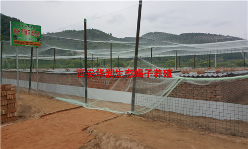 辽宁养蝎技术蝎子怎么养---经蝎子养殖