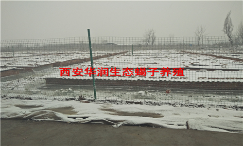 辽宁养蝎技术蝎子怎么养---经蝎子养殖
