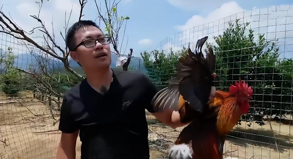 广西致富经养鸡_广西农村致富网养殖业_致富广西养鸡视频播放