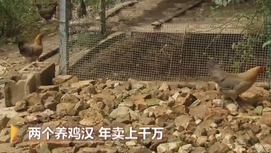 广西农村致富网养殖业_致富广西养鸡视频播放_广西致富经养鸡