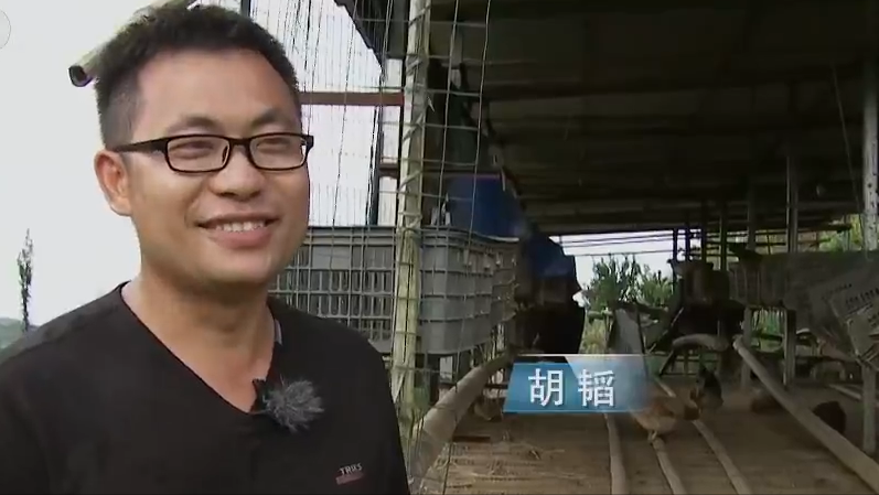 广西农村致富网养殖业_致富广西养鸡视频播放_广西致富经养鸡