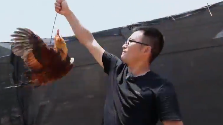 广西致富经养鸡_致富广西养鸡视频播放_广西农村致富网养殖业