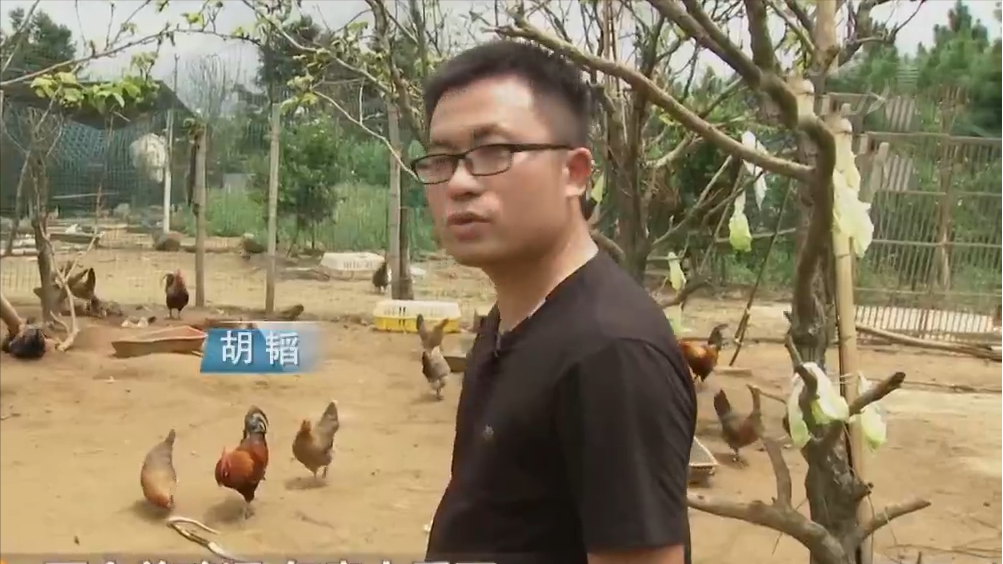 广西农村致富网养殖业_广西致富经养鸡_致富广西养鸡视频播放